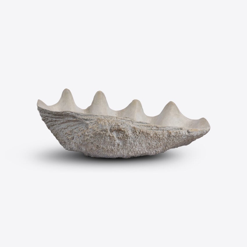 Conchiglio Small Shell Decor decorative accessories view 5