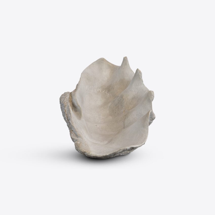 Conchiglio Medium Shell Decor decorative accessories view 6